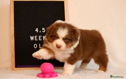 Australian Shepherd dogs for sale: KC Australian Shepherd Puppies  - Image 6