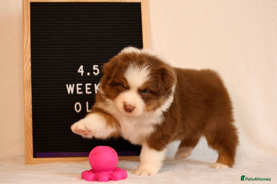 Australian Shepherd dogs for sale: KC Australian Shepherd Puppies  - Image 6
