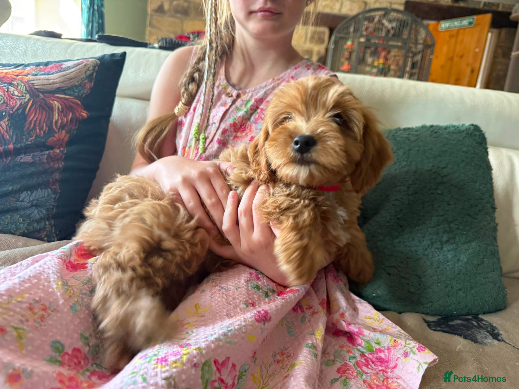 Cavapoo dogs Stunning Tiny red Cavapoo Ready Now - Advert 14
