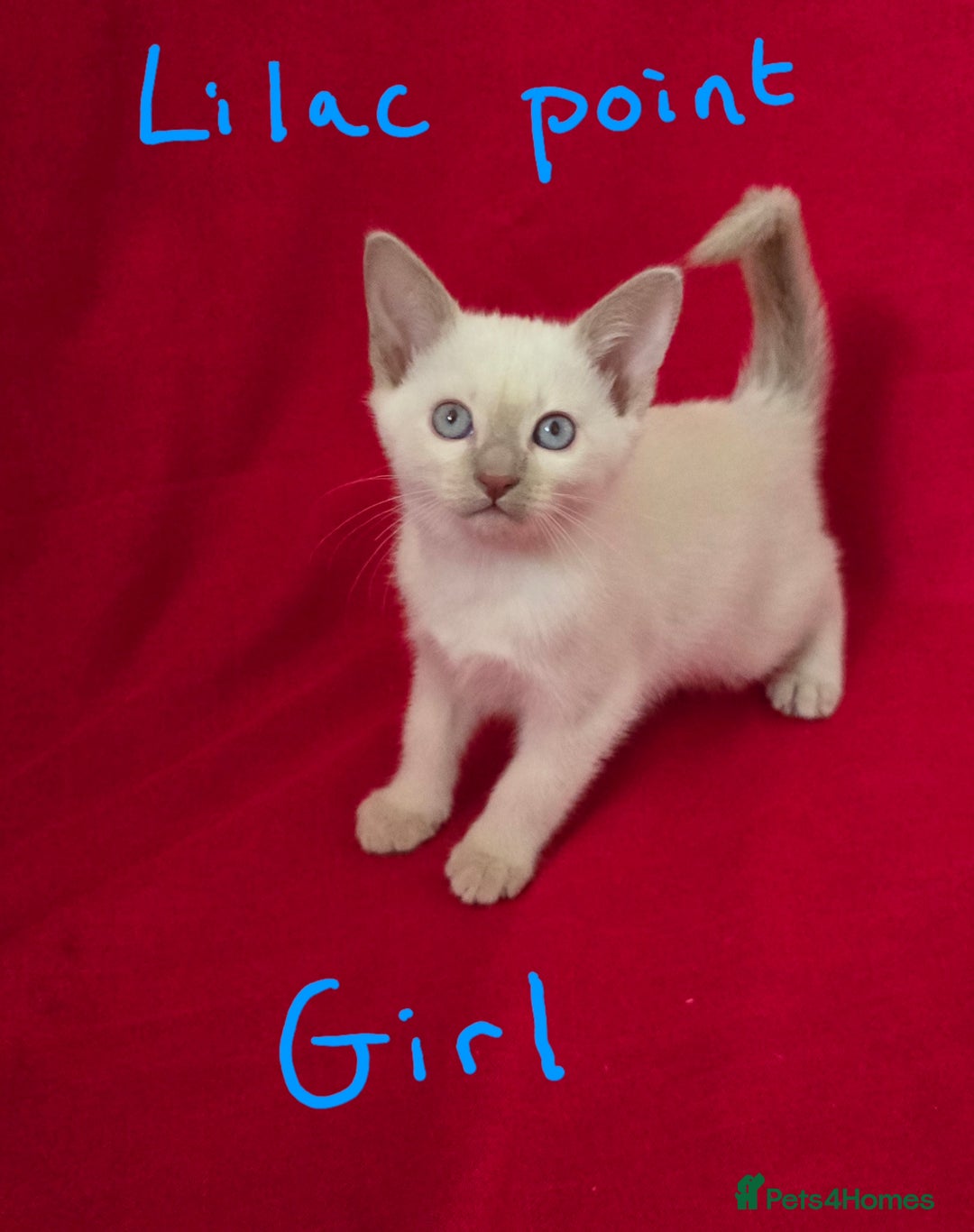 Siamese cats for sale: Beautiful Traditional Siamese Kittens  - Advert 3