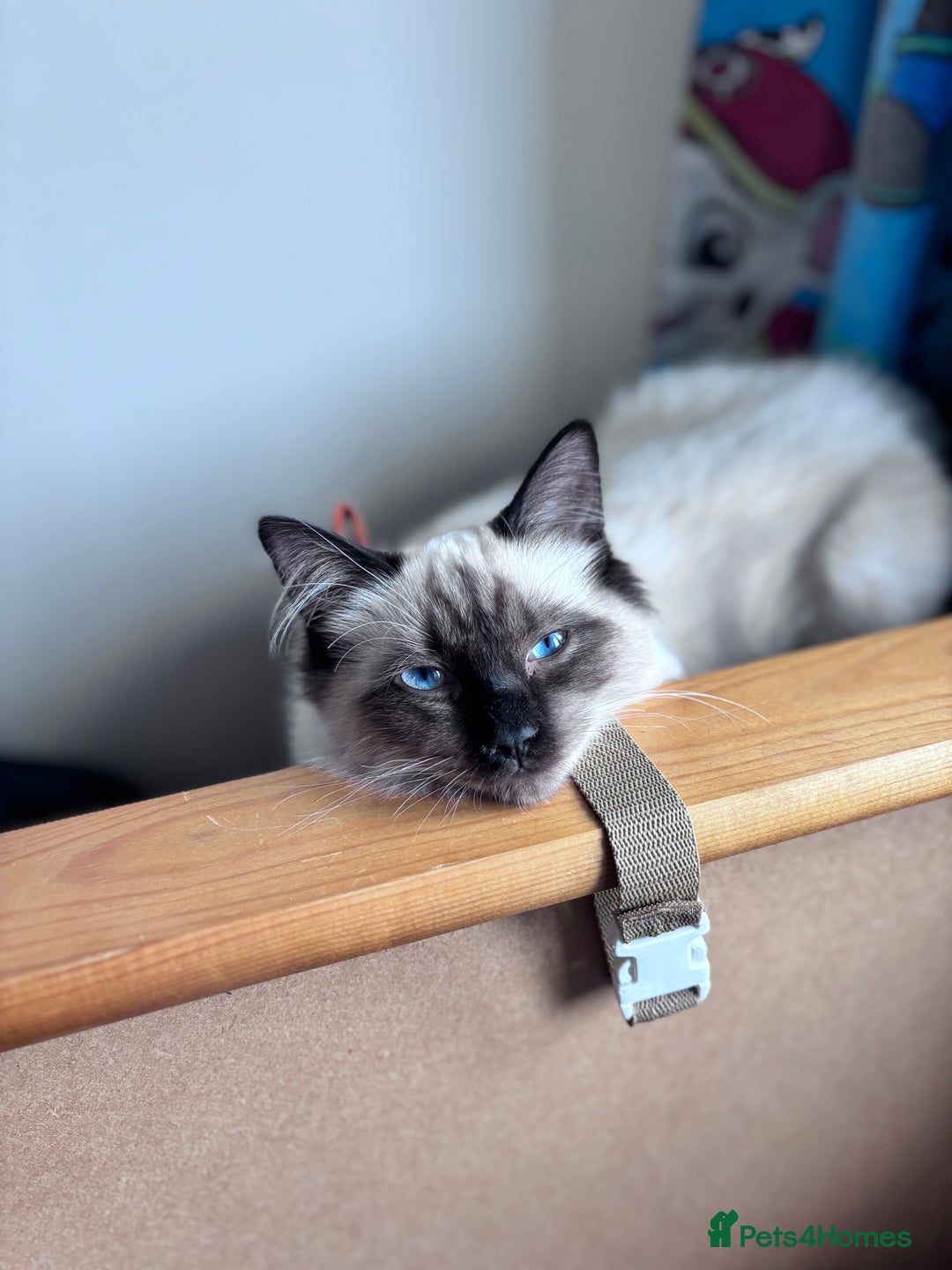 Gallery Image {{count}}