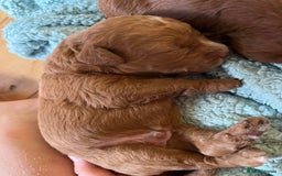 Labradoodle dogs for sale: Labradoodles for sale  - Image 8