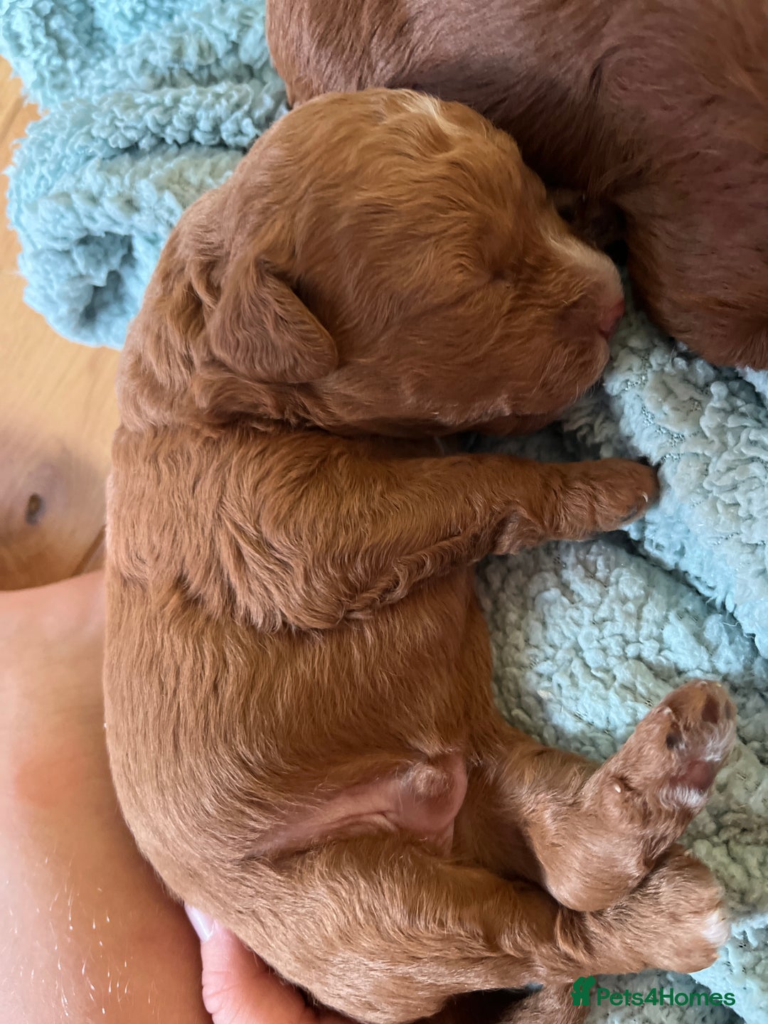 Labradoodle dogs for sale: Labradoodles for sale  - Image 8