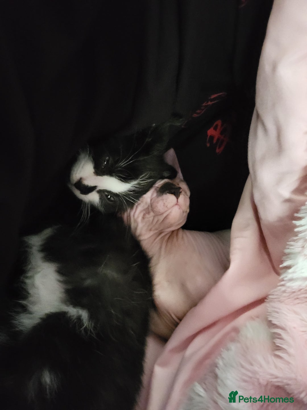 Mixed Breed cats for sale: 2 Male Kittens (Sphynx and Tuxedo) - Advert 3