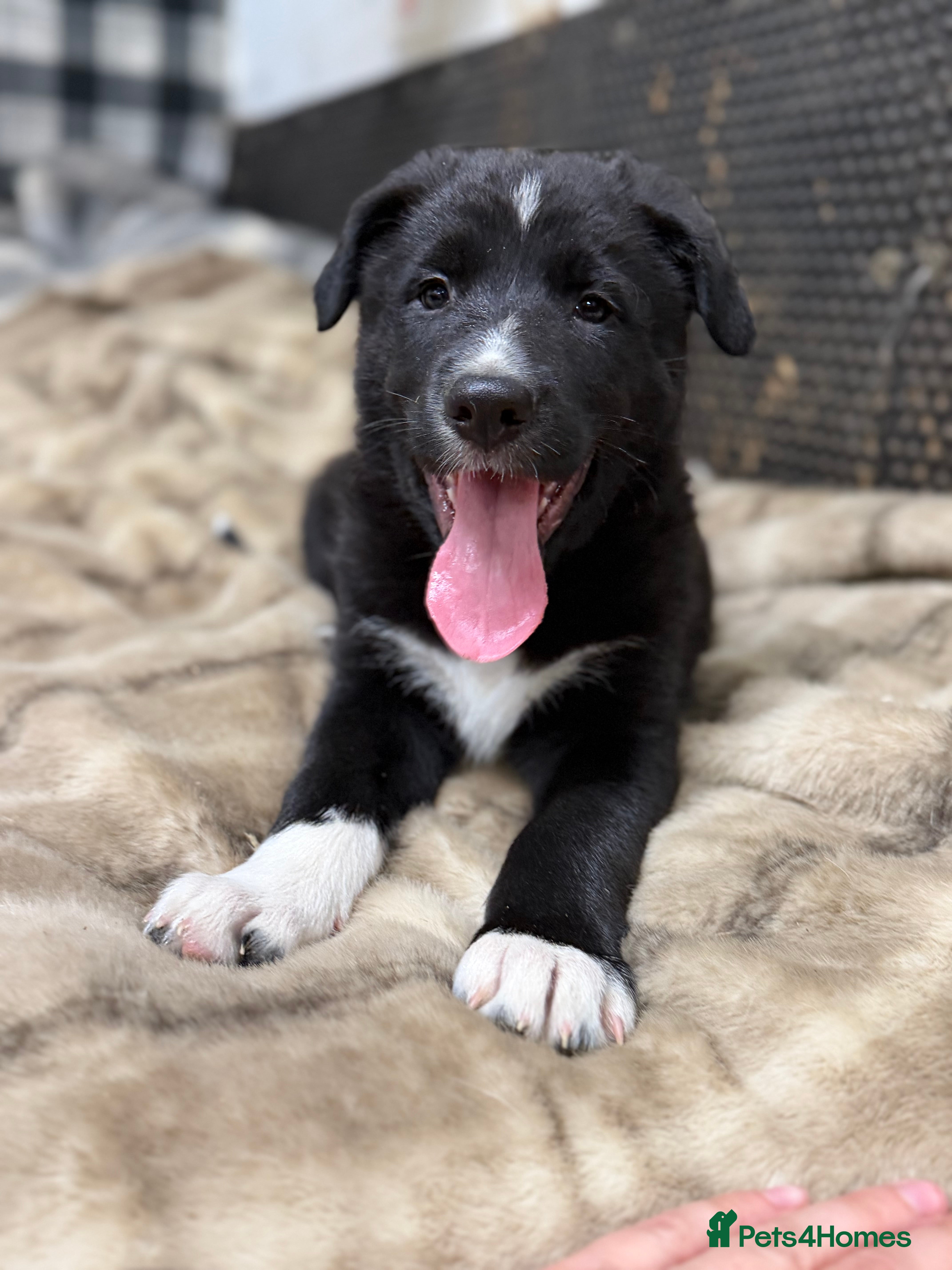 Mixed Breed dogs Beautiful Shollie pups - Advert 2