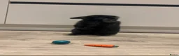 Mini Lop rabbits for sale: Mini Lop for sale in Northwich - Advert 6