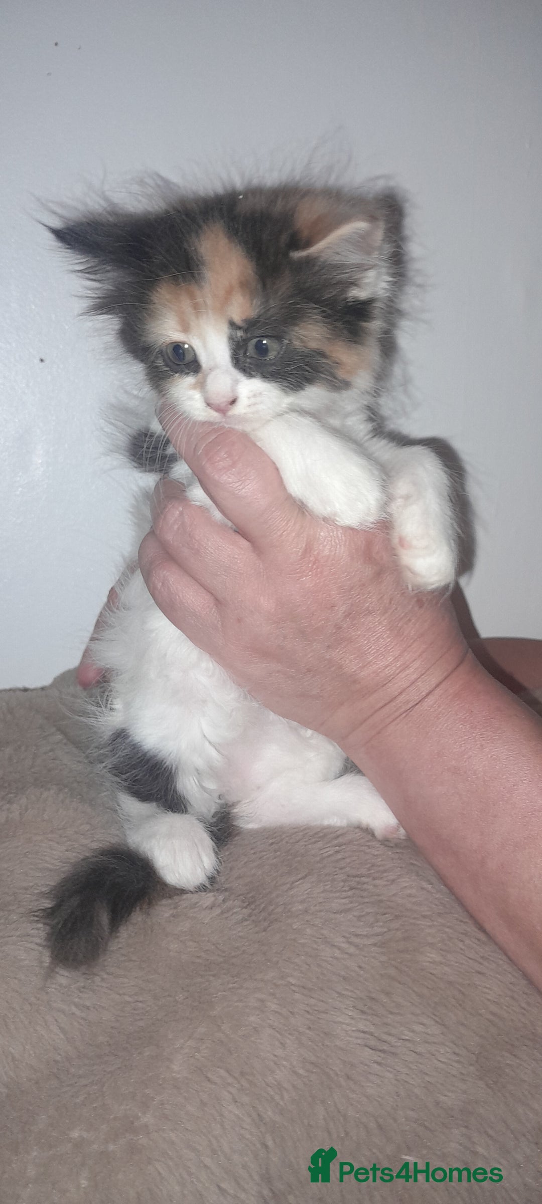 Sphynx cats for sale: Sphynx varient x ragdoll elf ears - Image 10