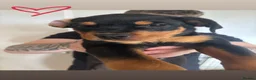 Rottweiler dogs for sale: READY TO GO! Rottweiler pups  - Advert 21