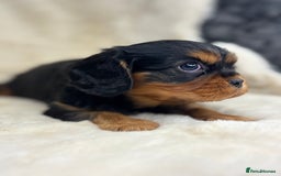 Cavalier King Charles Spaniel dogs for sale: Health tested cavalier King Charles spaniel pups  - Image 5