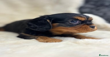 Cavalier King Charles Spaniel dogs - Advert 3