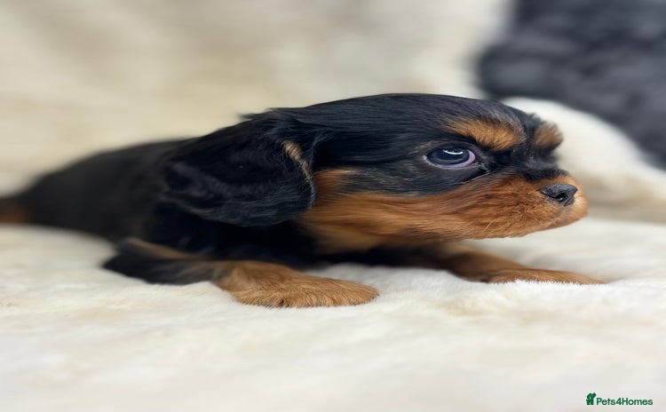 Cavalier King Charles Spaniel dogs - Advert 7