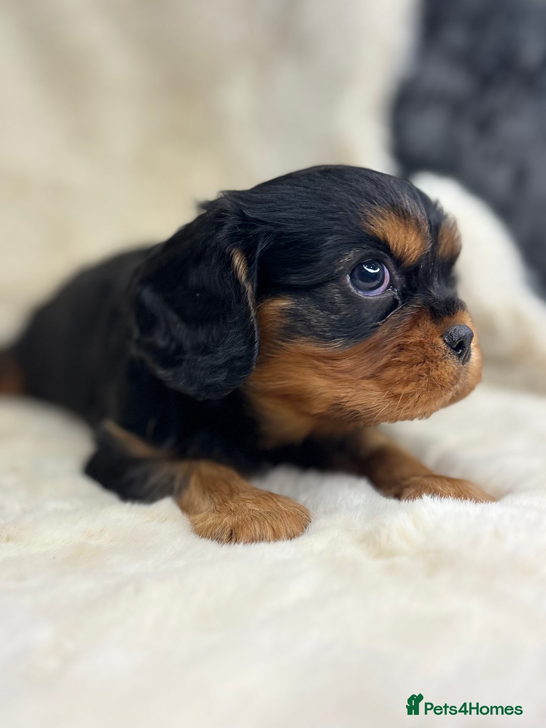 Cavalier King Charles Spaniel dogs for sale: Health tested cavalier King Charles spaniel pups  - Image 5