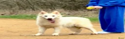 German Shepherd dogs for sale: EXCEPTIONAL WHITE GERMAN SHEPHERD PUPPIES FOR SALE - Advert 20