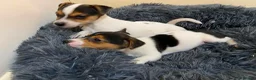 Jack Russell dogs for sale: Jack Russell’s pure in Bournemouth - Advert 5