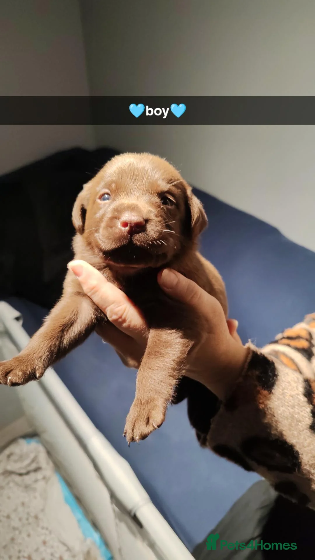 Labrador Retriever dogs for sale: Beautiful first litter of ten Labrador puppies  in Redcar - Advert 2