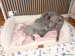 Whippet dogs Exceptional Blue whippet puppies for sale 💙 - Advert 4