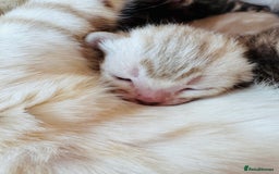 Bengal cats for sale: TICA Reg Bengal Kittens - Browns, Lynx & Mink - Image 13