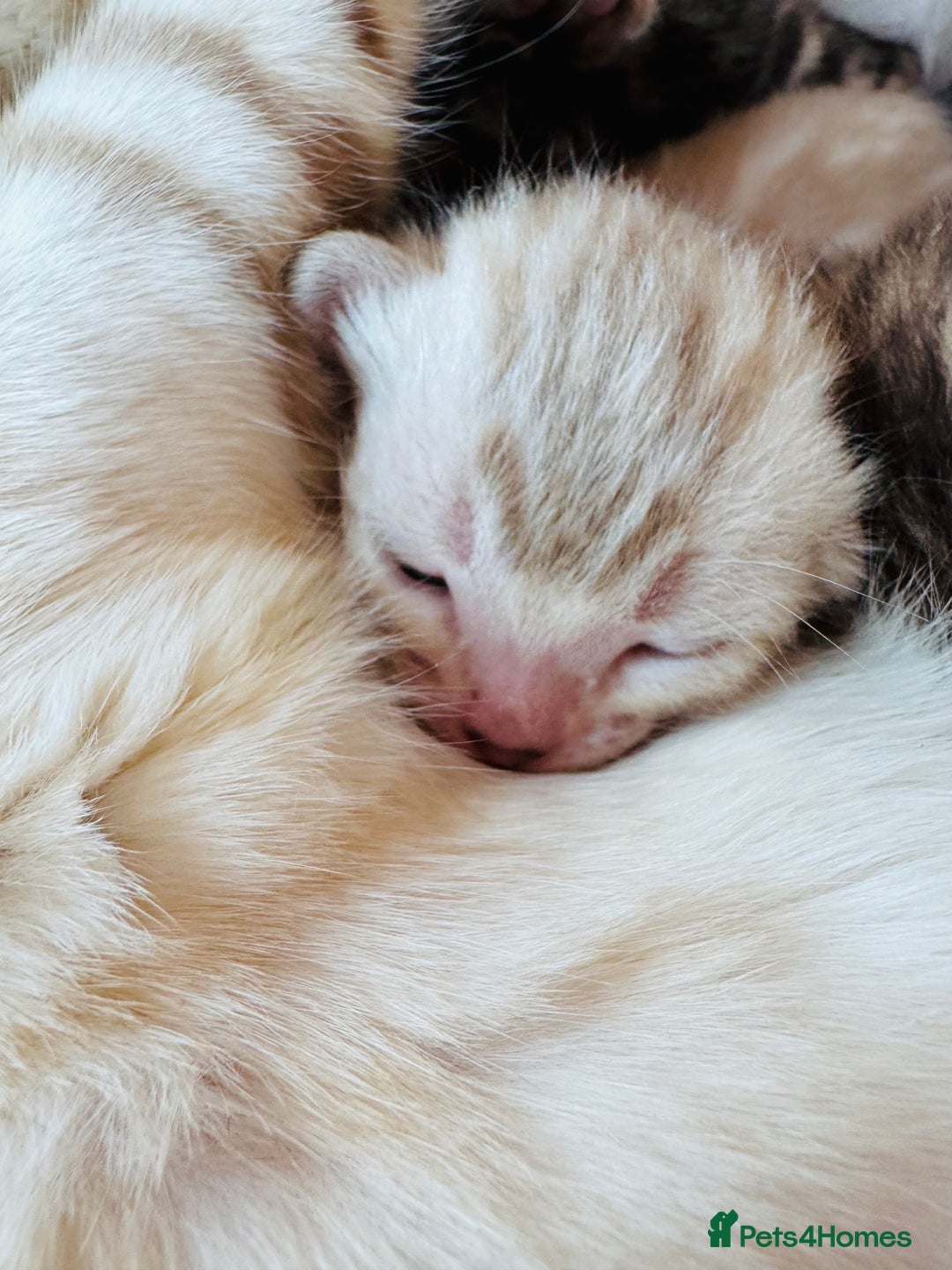 Bengal cats for sale: TICA Reg Bengal Kittens - Browns, Lynx & Mink - Image 13