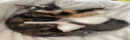 Domestic Shorthair cats for sale: Albus & Willow in Chorley - Advert 2
