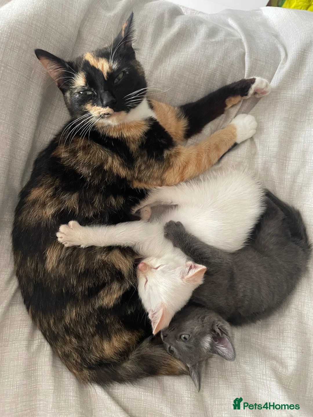 Domestic Shorthair cats for sale: Albus & Willow in Chorley - Advert 2