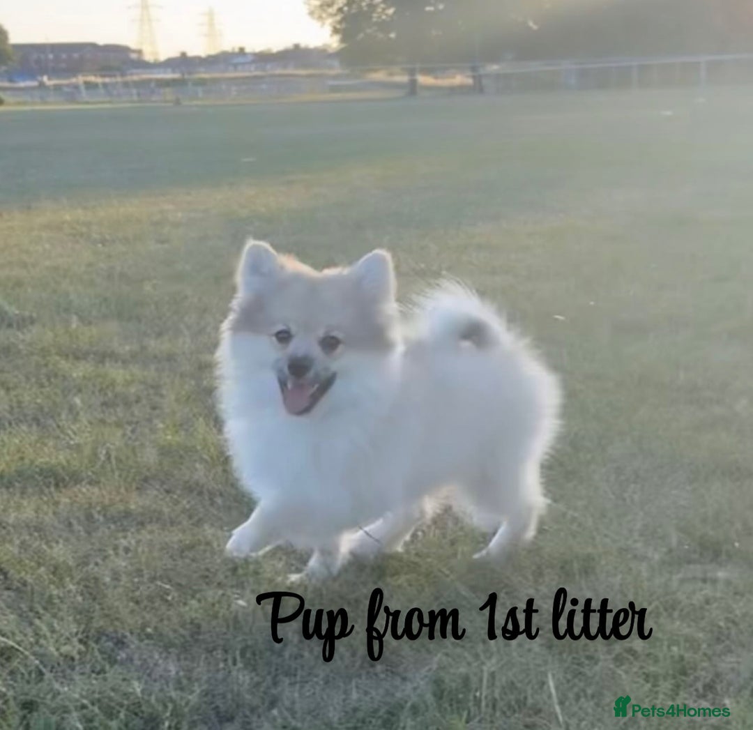 Pomchi dogs for sale: Pomchis  - Advert 1