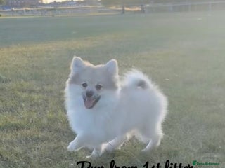 Pomchi dogs Pomchis - Advert 2