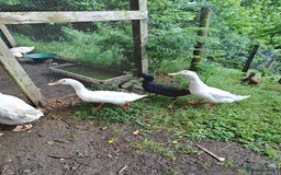 Ducks poultry for sale: Cherry Valley Drakes for sale - Image 1