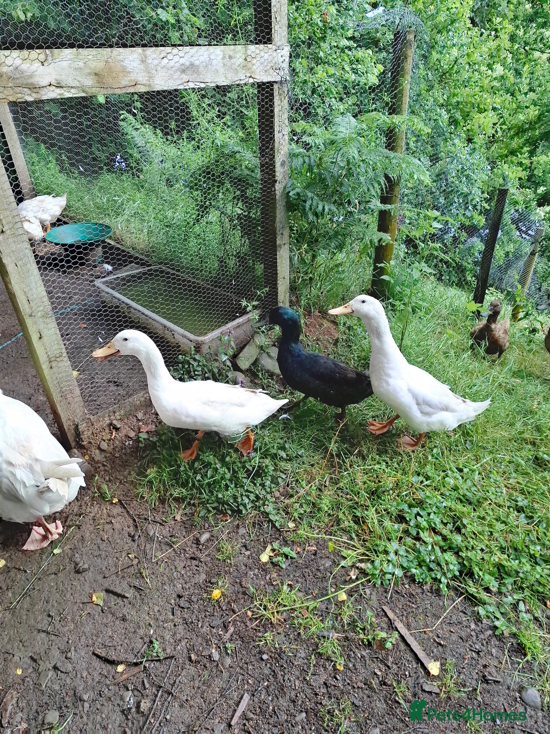 Ducks poultry for sale: Cherry Valley Drakes for sale - Image 1