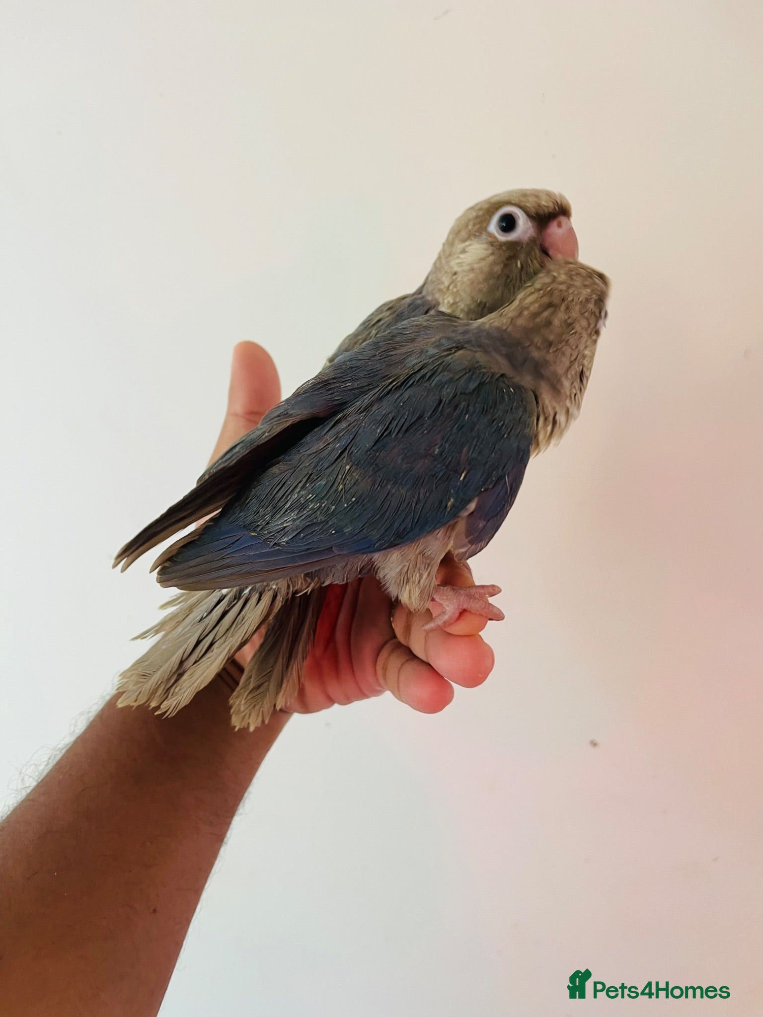 Conures birds Hand reared conures for sale  - Advert 2