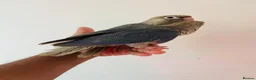 Conures birds for sale: Hand reared conures for sale  - Advert 3