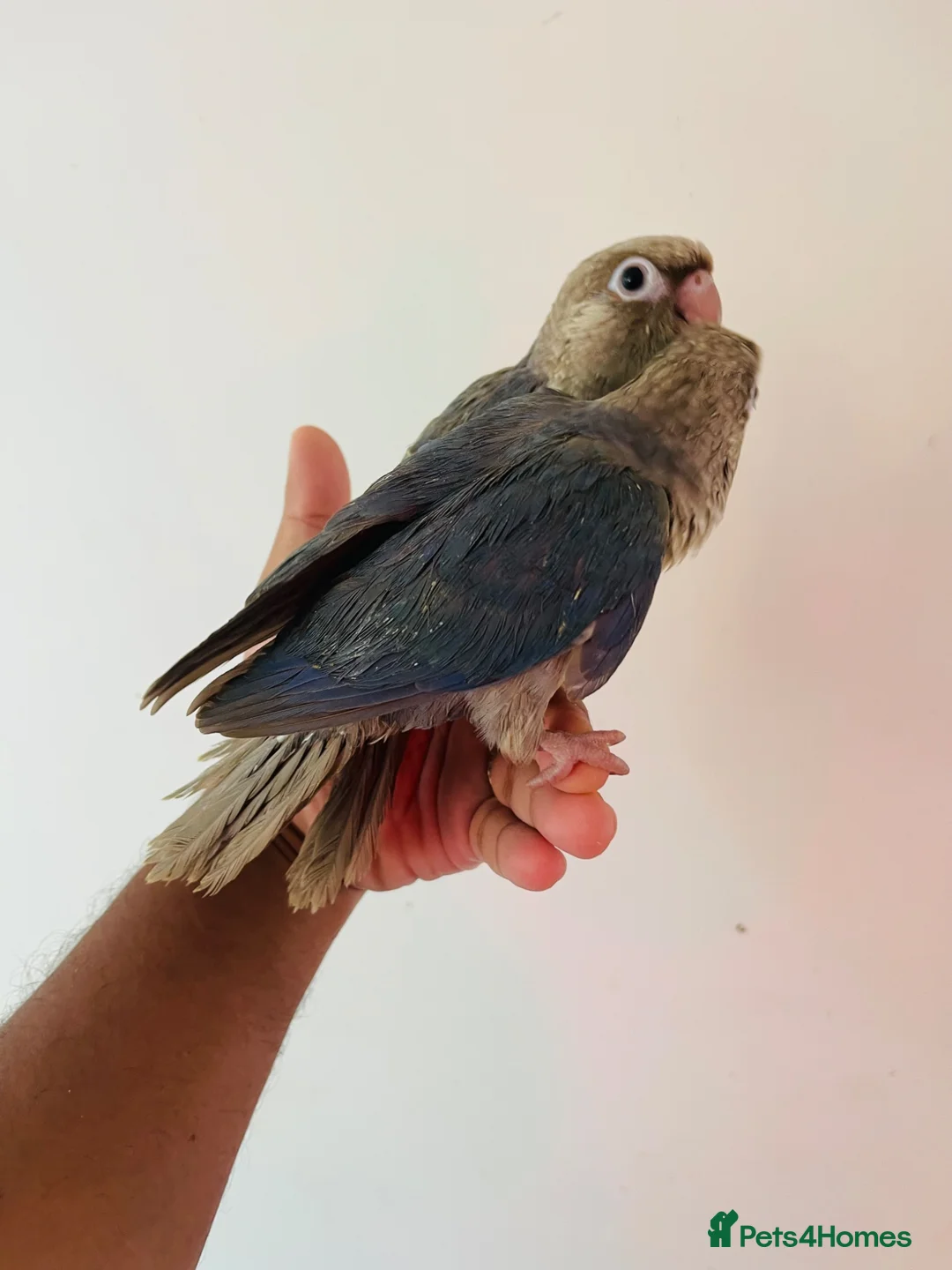 Conures birds for sale: Hand reared conures for sale  - Advert 2