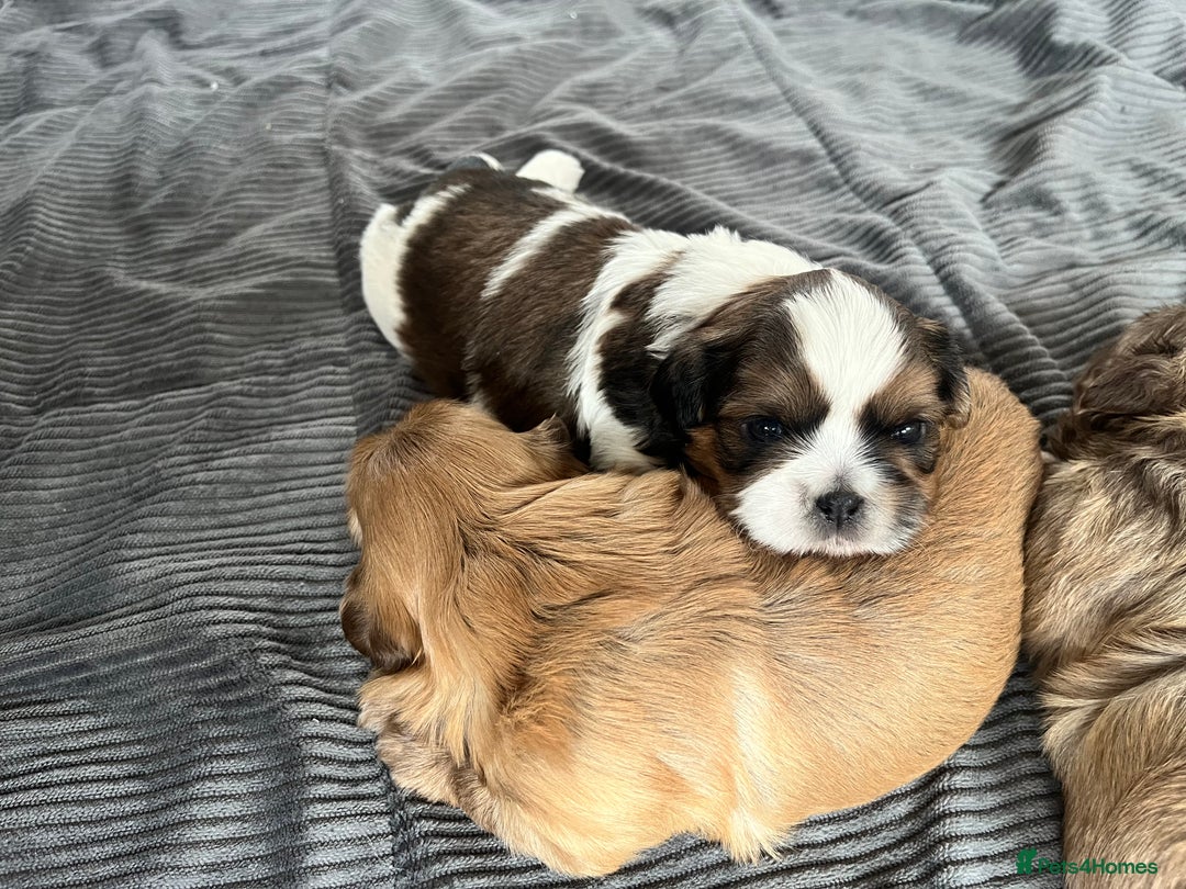 Shih Tzu dogs for sale: Absolutely beautiful shih tzu puppies - Image 12