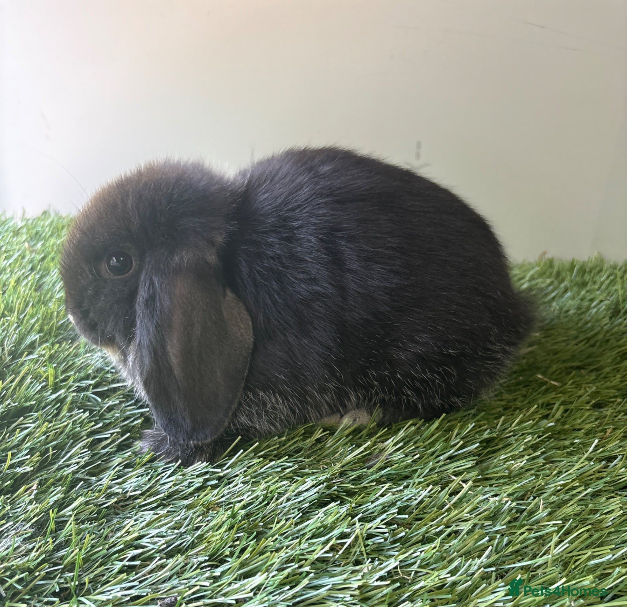 Mini Lop rabbits for sale: Mini lop baby rabbits  - Advert 10