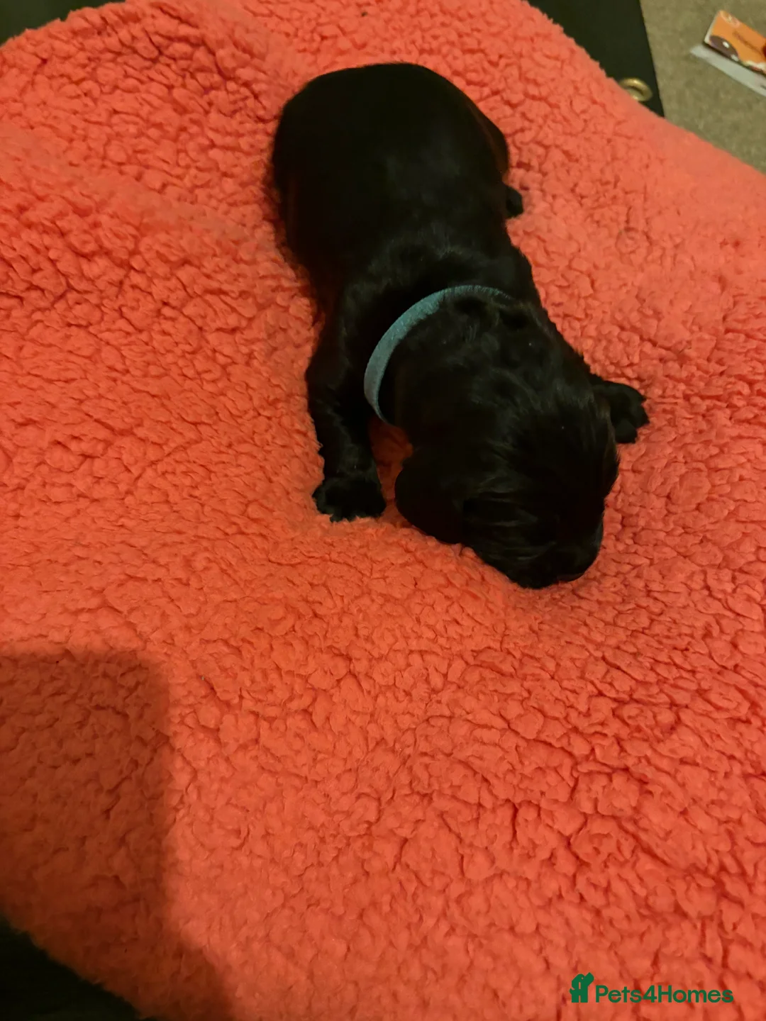 Sprocker dogs for sale: Beautiful Sprockers looking for their forever home - Advert 3