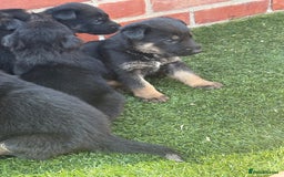 German Shepherd dogs for sale: German shepherd puppies  - Image 7