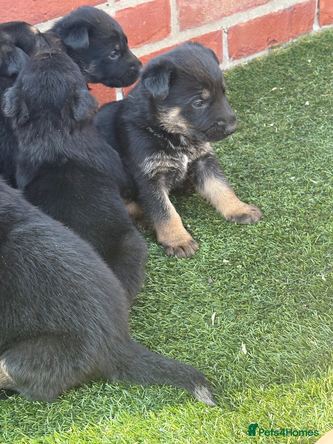 German Shepherd dogs for sale: German shepherd puppies  - Image 7