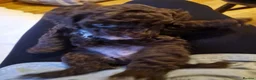 Cockapoo dogs for sale: Beautiful Cockapoo's x 3 - Advert 11