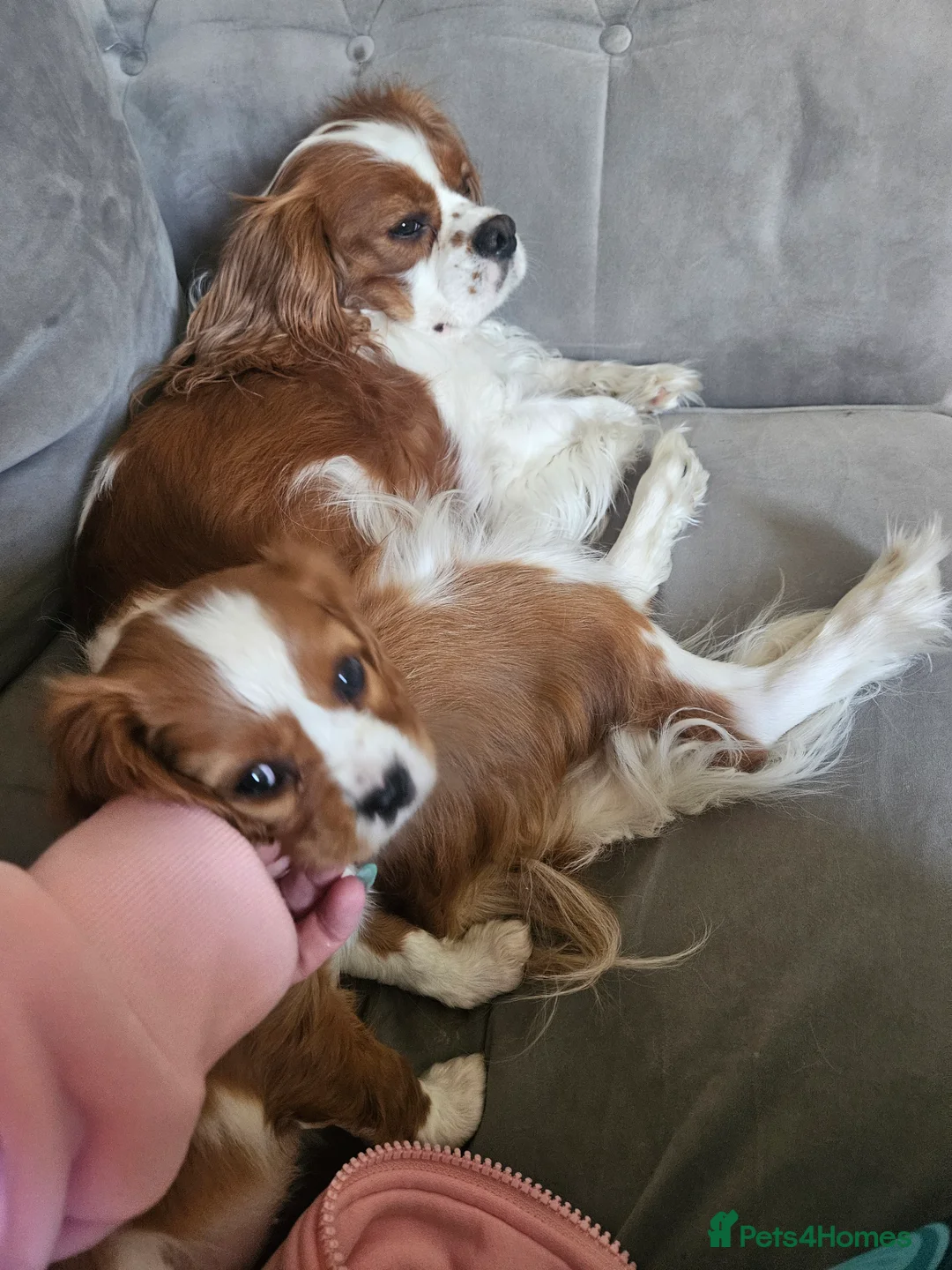 Cavalier King Charles Spaniel dogs for sale: Beautiful Blenheim puppies - Advert 2