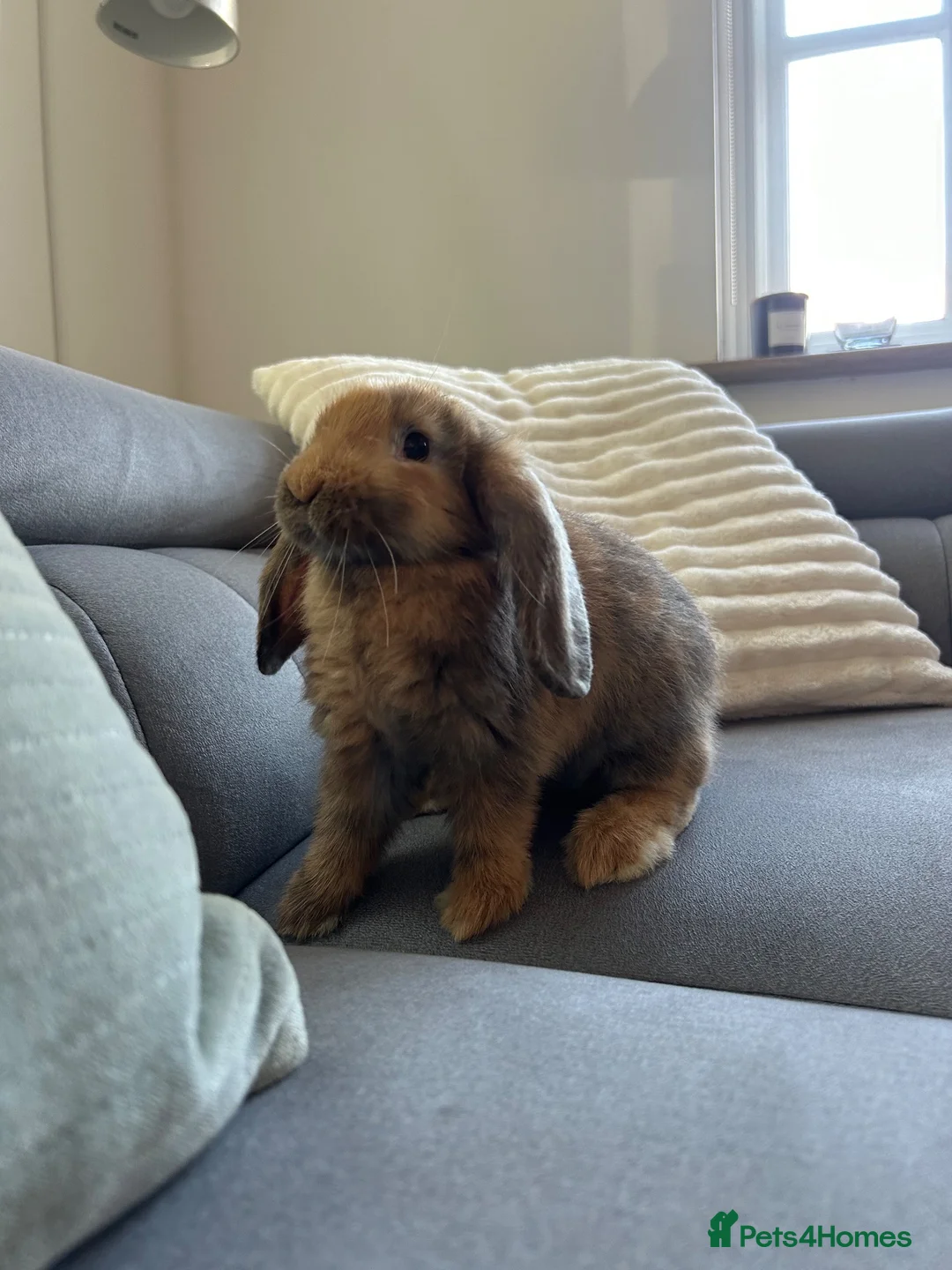 Mini Lop rabbits for sale: 1 Male and 1 Female lop for sale in Fareham - Advert 2