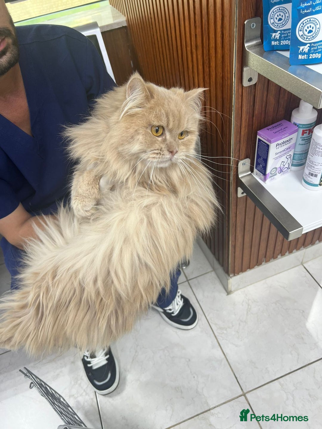 Persian cats for adoption: SIMBA TYPICAL PERSIAN BOY BEAUTIFUL MEDIUM ENERGY  - Image 2