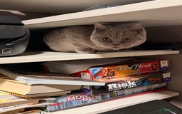 British Shorthair cats for sale: British short hair kittens  - Image 6