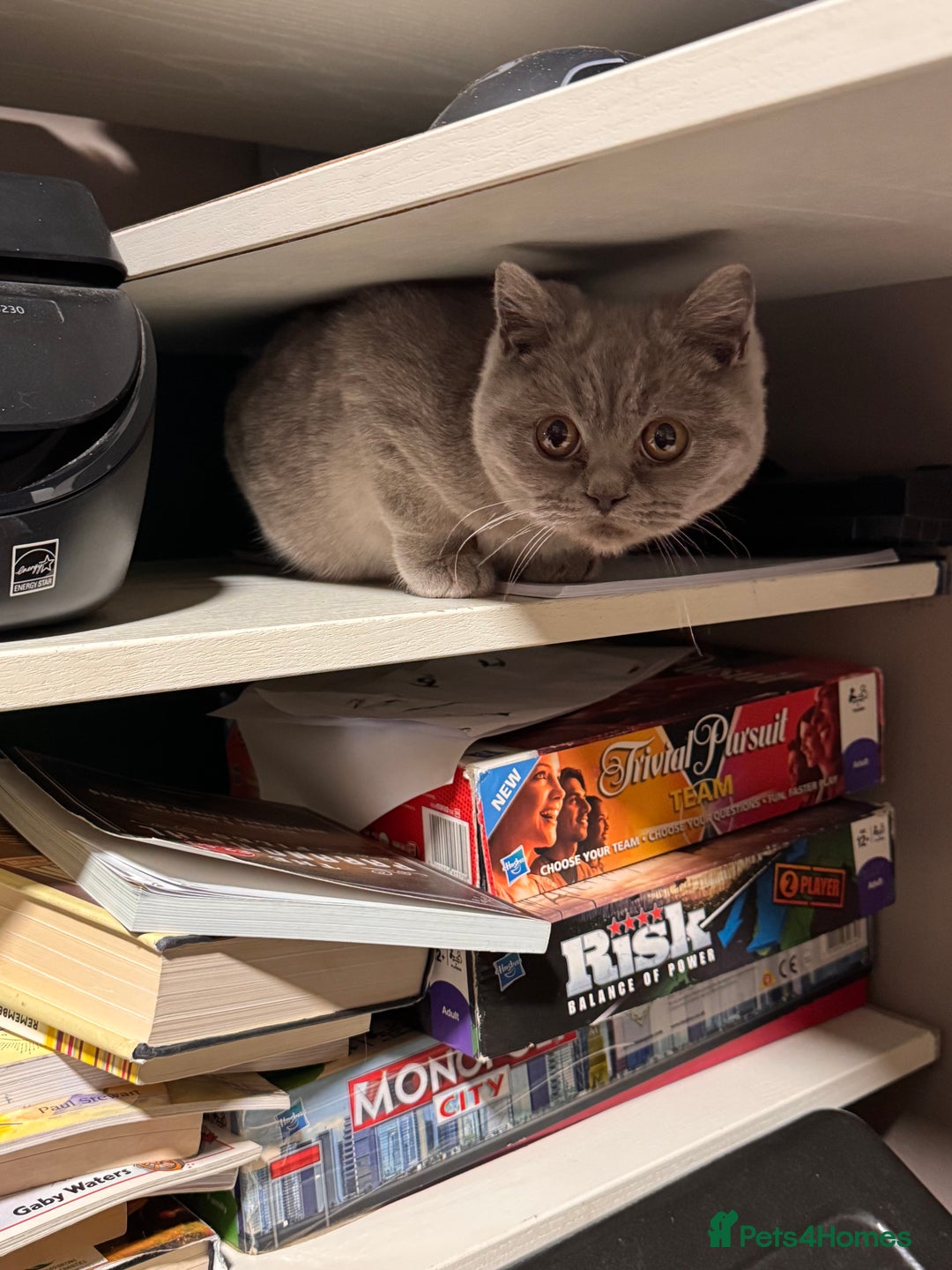 British Shorthair cats for sale: British short hair kittens  - Image 6