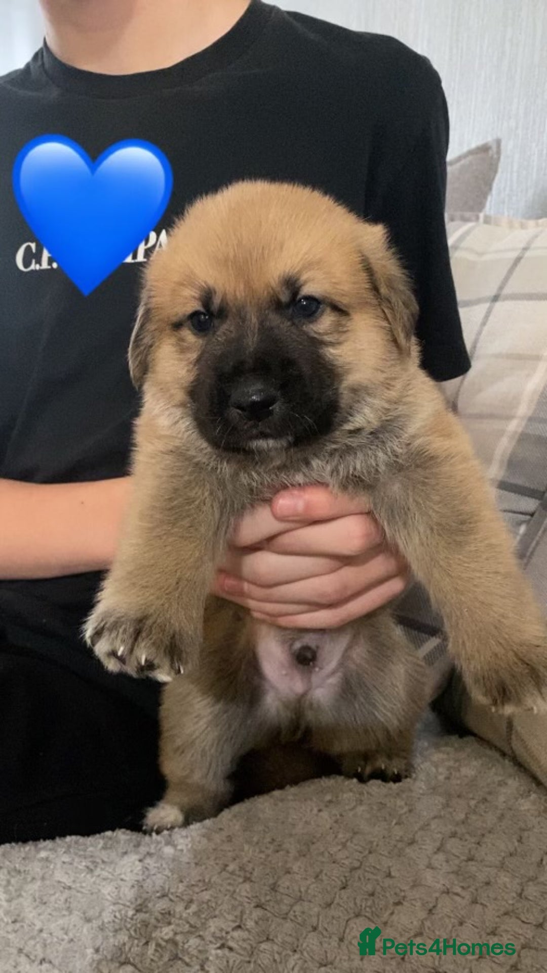 Mixed Breed dogs for sale: Rottweiler mixed with German Shepherds in Shrewsbury - Image 3