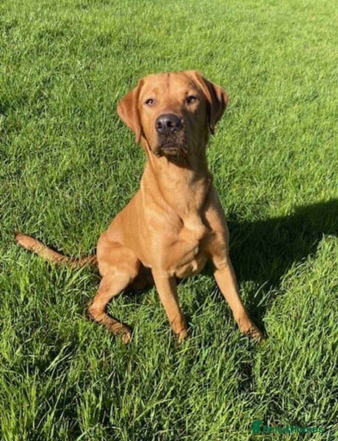 Labrador Retriever dogs Fox red Labradors puppy  - Advert 2