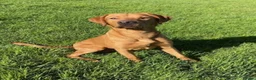 Labrador Retriever dogs for sale: Kc reg Fox red Labradors puppy  - Advert 6