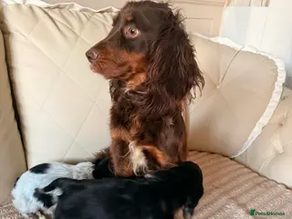 Cocker Spaniel dogs Show Type Cocker spaniels for sale - Advert 4