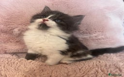 Mixed Breed cats for sale: Maine coon cross ragdoll kittens - Image 3