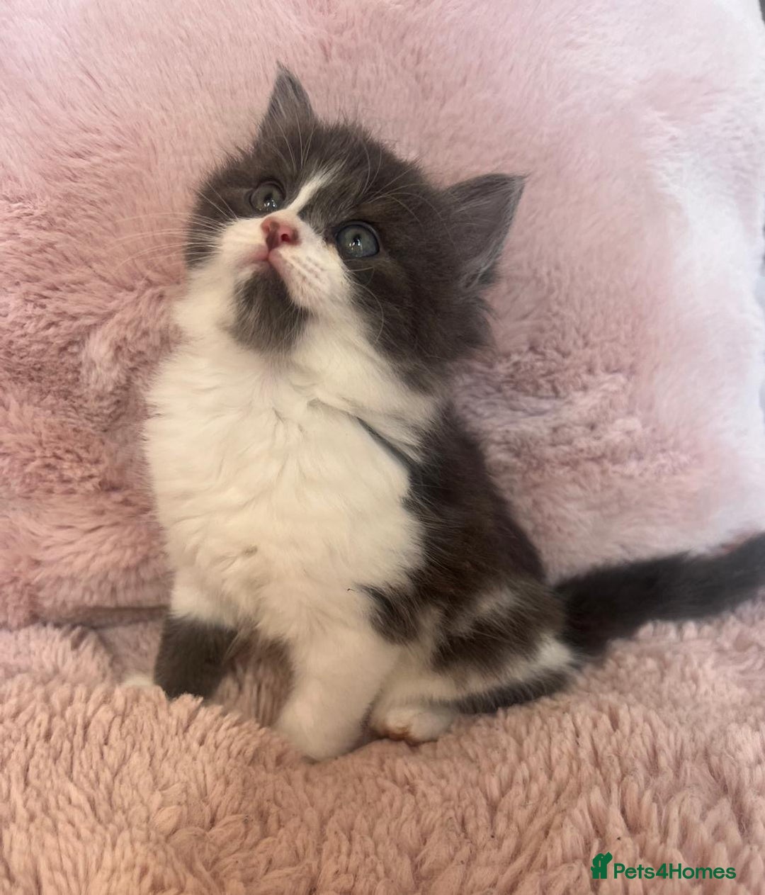 Mixed Breed cats for sale: Maine coon cross ragdoll kittens - Image 3