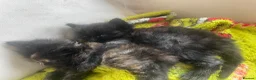 Domestic Shorthair cats for sale: Gorgeous black kittens for sale  in Wigan - Advert 2