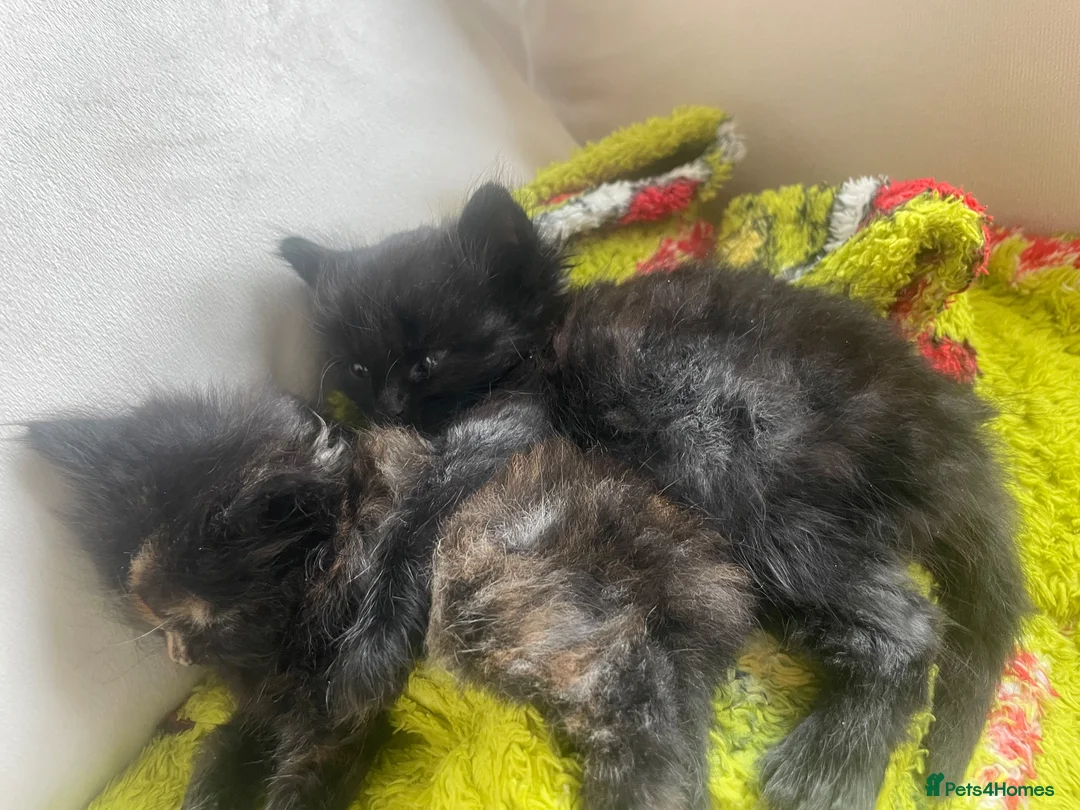 Domestic Shorthair cats for sale: Gorgeous black kittens for sale  in Wigan - Advert 2